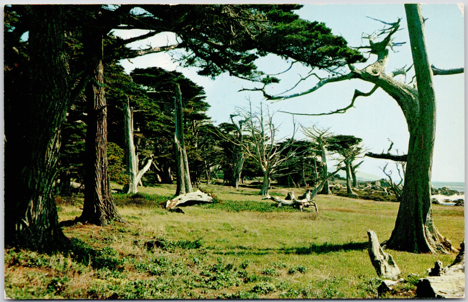 Ghost Trees Monterey Cypress California Cypress Point Lobos USA Vintage Postcard