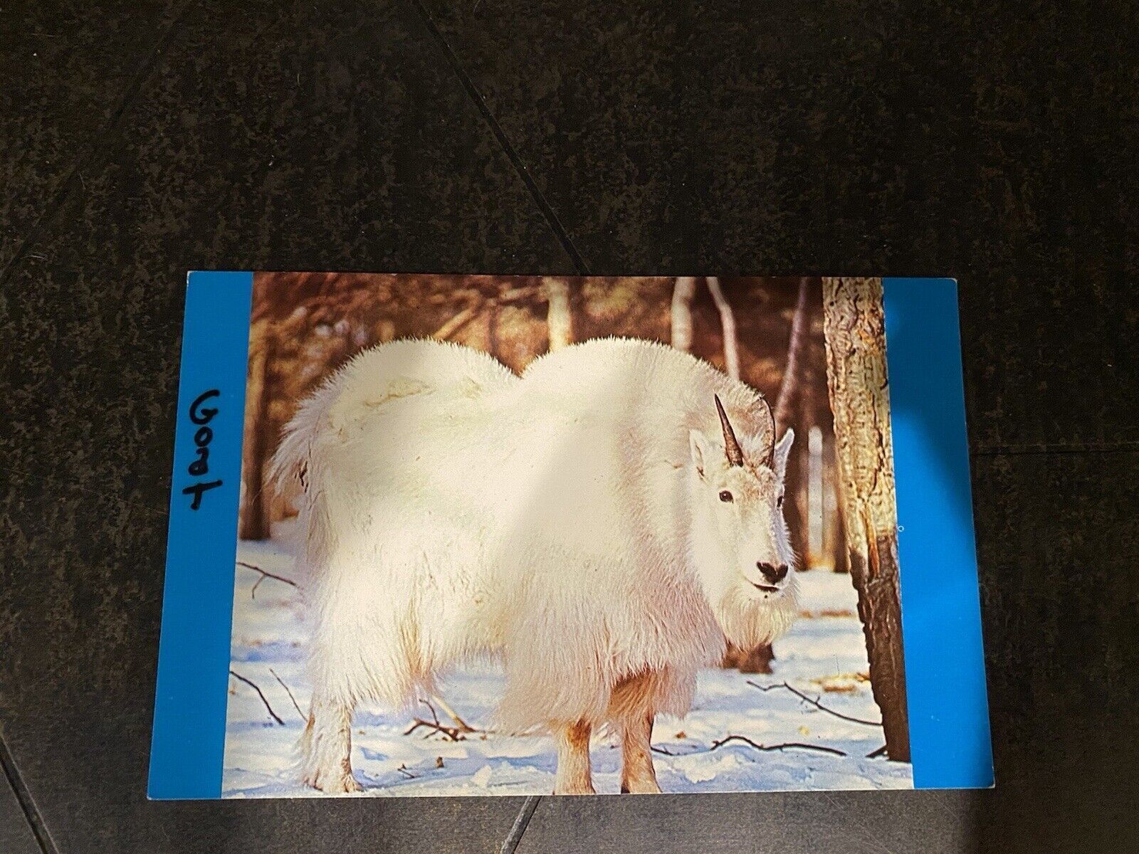 Alaska, Alaskan Mountain Goat - Postcard