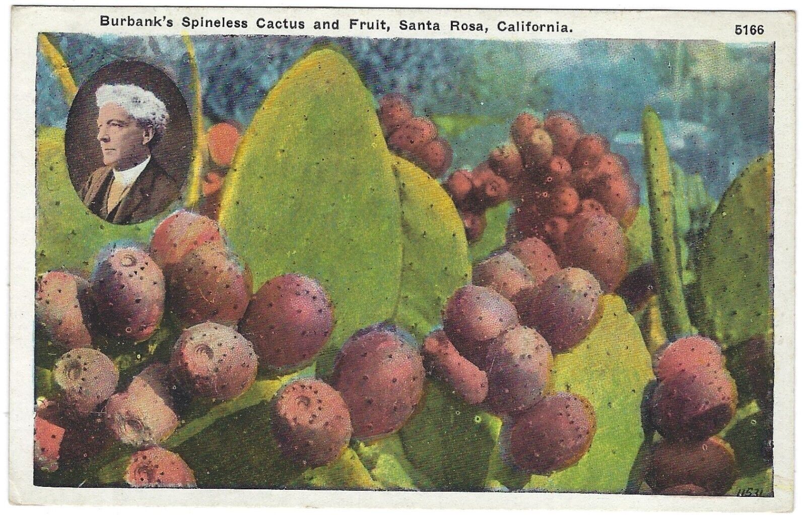 Burbank\'s Spineless Cactus Fruit Santa Rosa California CA Vintage Postcard
