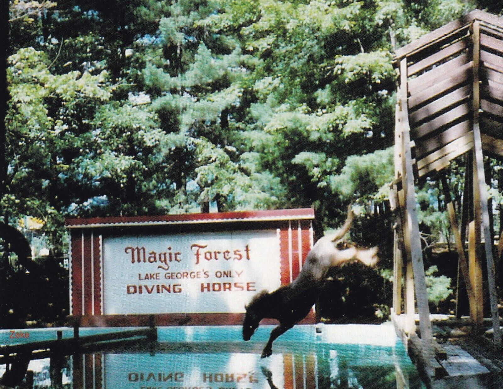 Magic Forrest Diving Horse Lake George New York Postcard Circa 1985