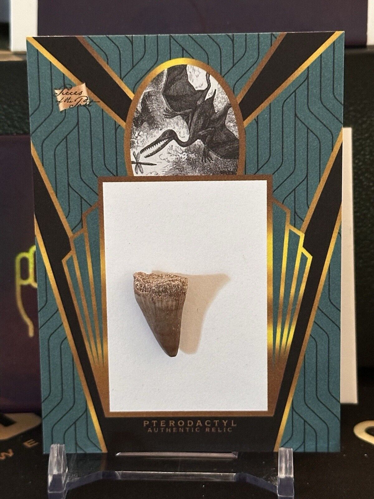 Pterodactyl Tooth Fossil Relic 2023 Pieces Of The Past #OTSO-14 Authentic
