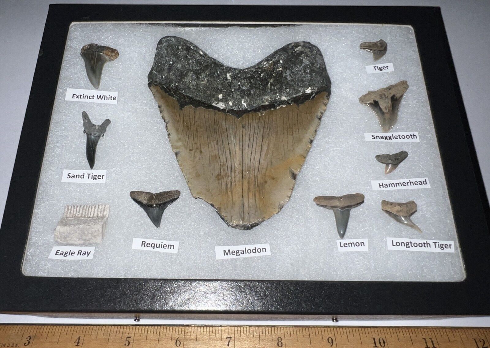 XL Megalodon Era Shark Teeth Collection Framed Labeled Fossil Shark Tooth Lot