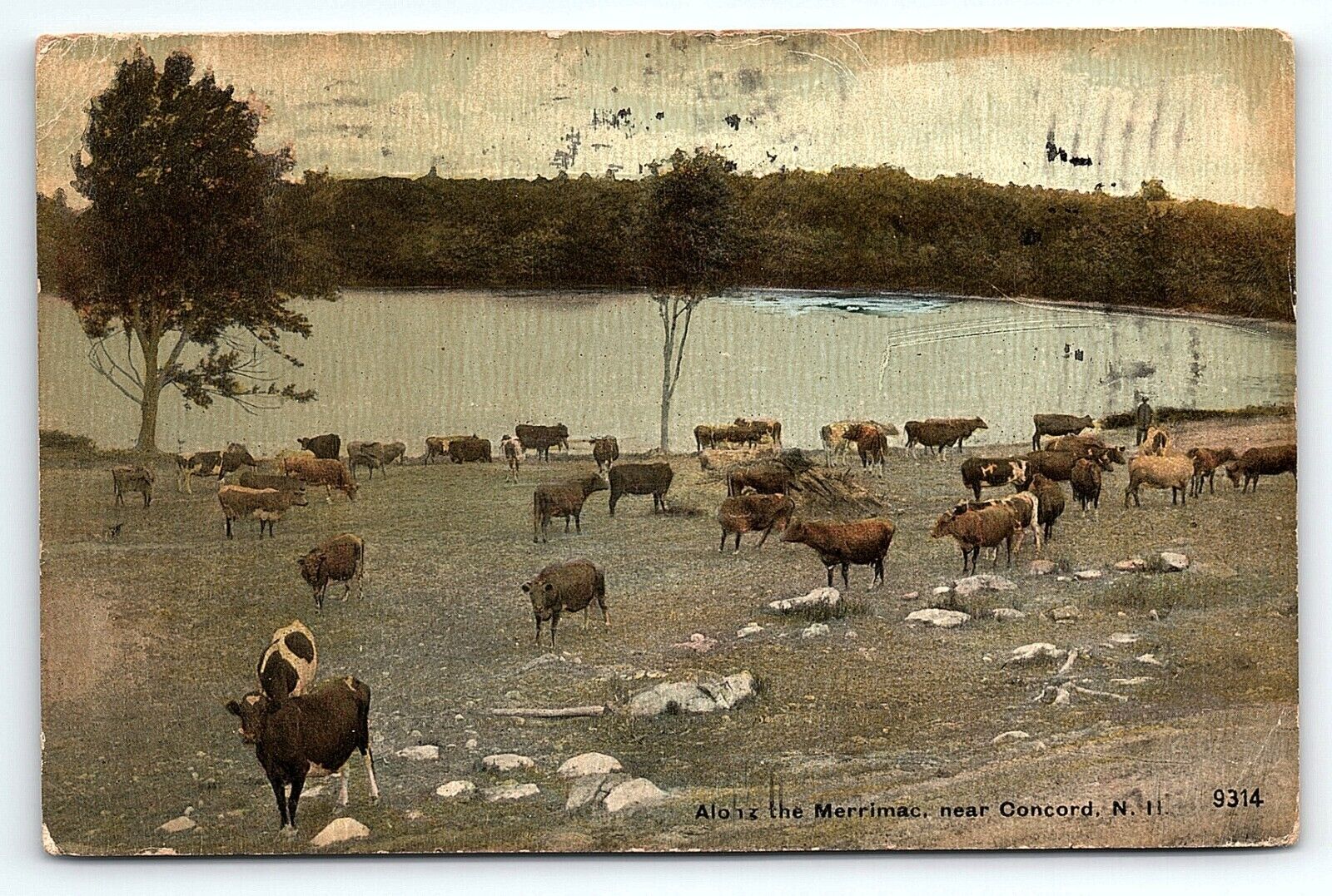 1911 CONCORD NEW HAMPSHIRE ALONG THE MERRIMAC CATTLE GRAZING POSTCARD P3239