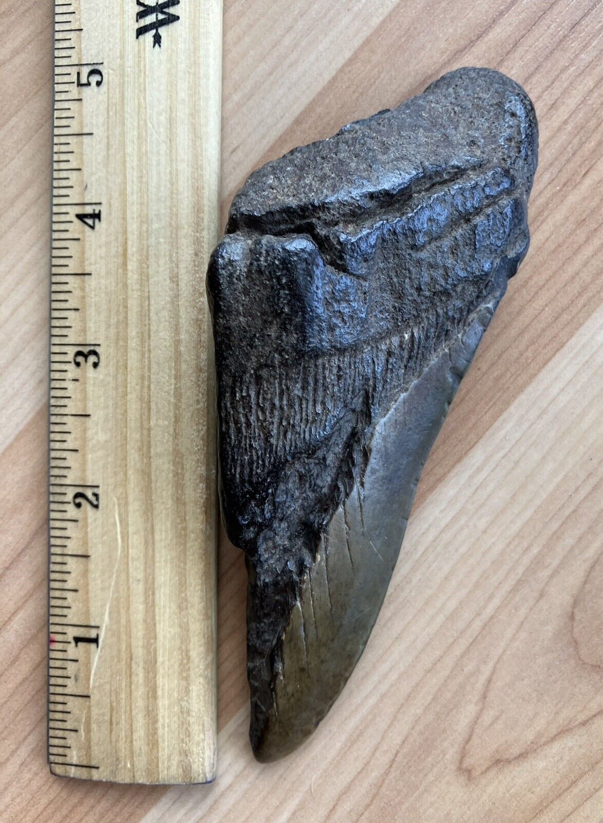 Real Fossilized Shark Tooth | 5in | ￼ Millions Of Years Old