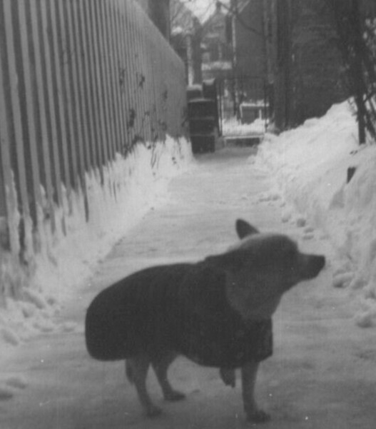 3F Photograph 1959 Cute Little Chihuahua Dog  With Coat Cold Snow Path 1950's