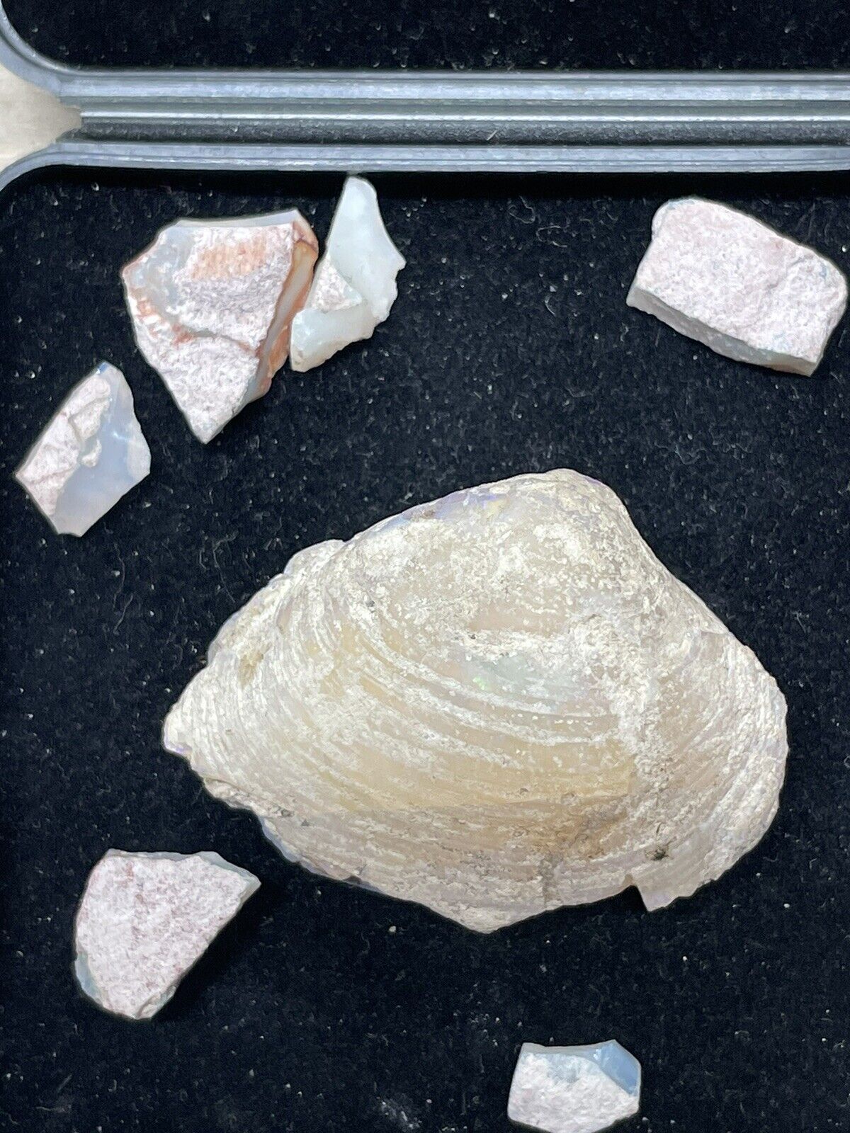 Australian Opal Fossil Full Clam Shell