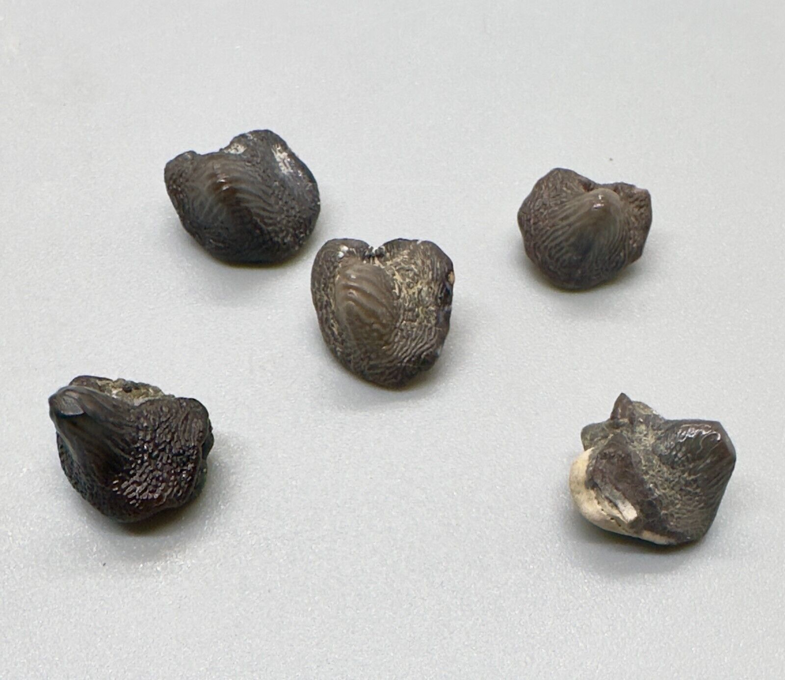 Group of Five Fossil Extinct PTYCHODUS WHIPPLEI Shark Teeth - Dallas Co., TX