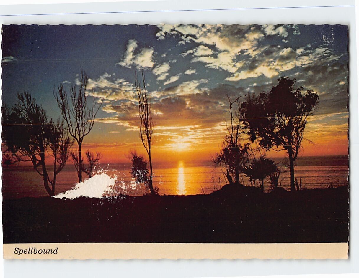 Postcard Spellbound Nature Sunset Landscape Trees Plants Sea Ocean California