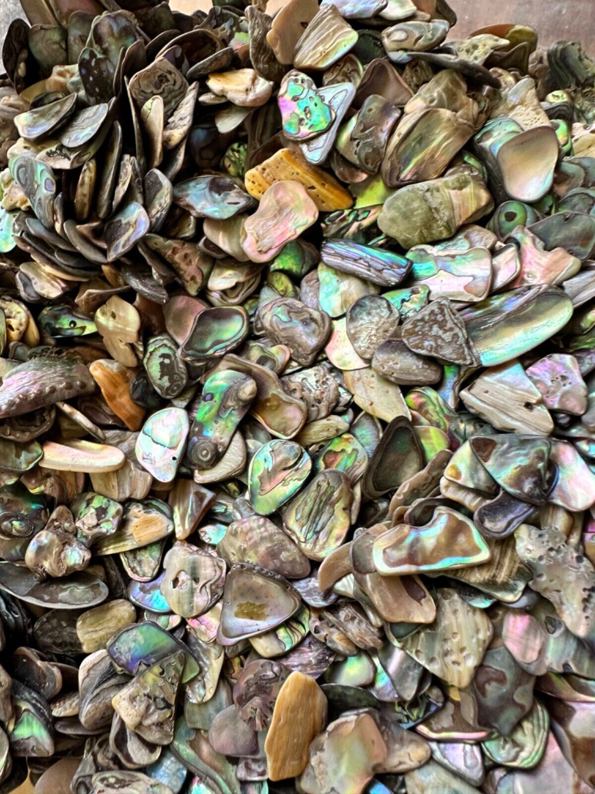 1/4LB Abalone PAUA Shells XS 1/8”-1/2” Reiki Healing Seashells Sorted