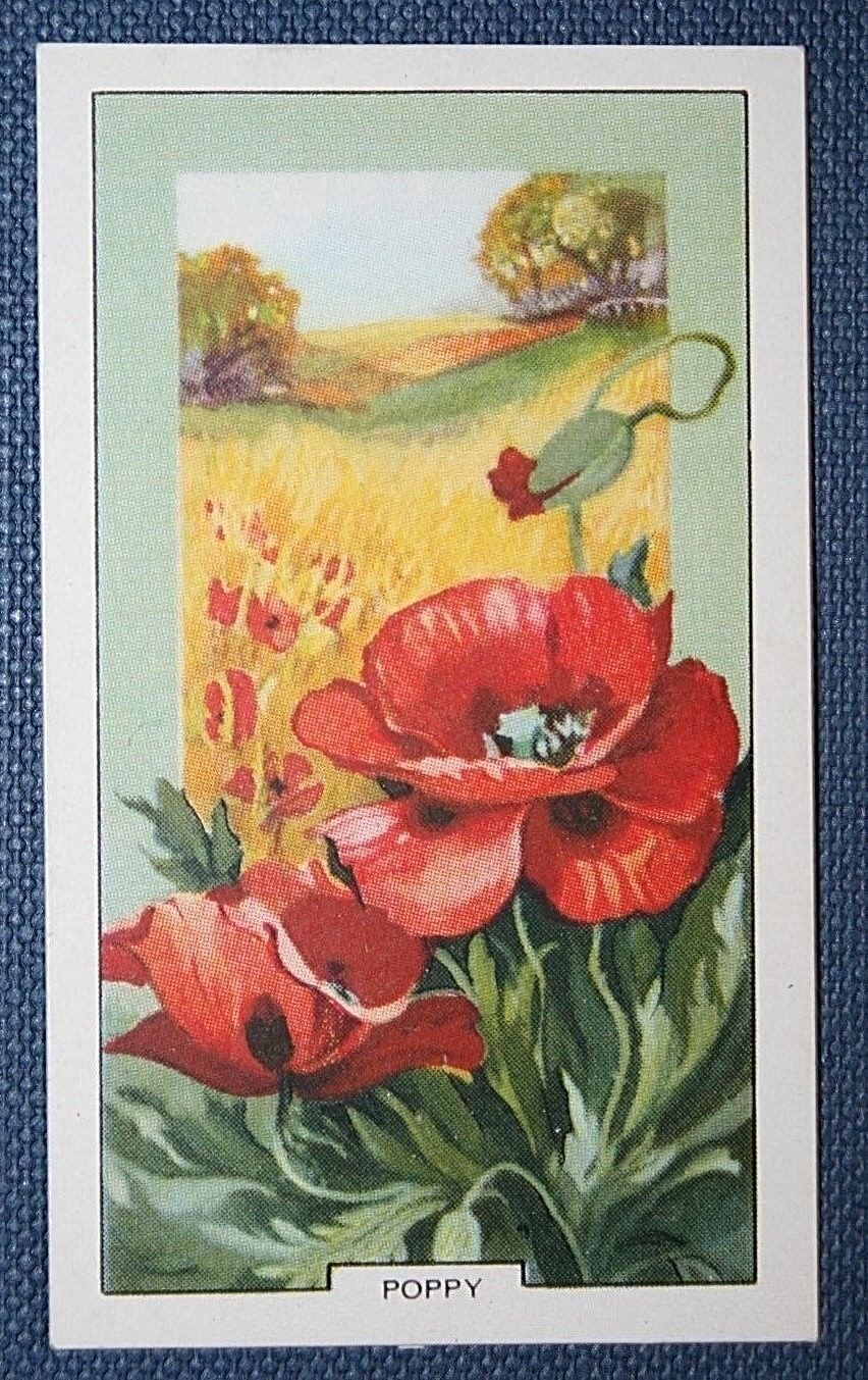 WILD POPPY   Vintage  1939 Botanical  Illustration Card  GD18M