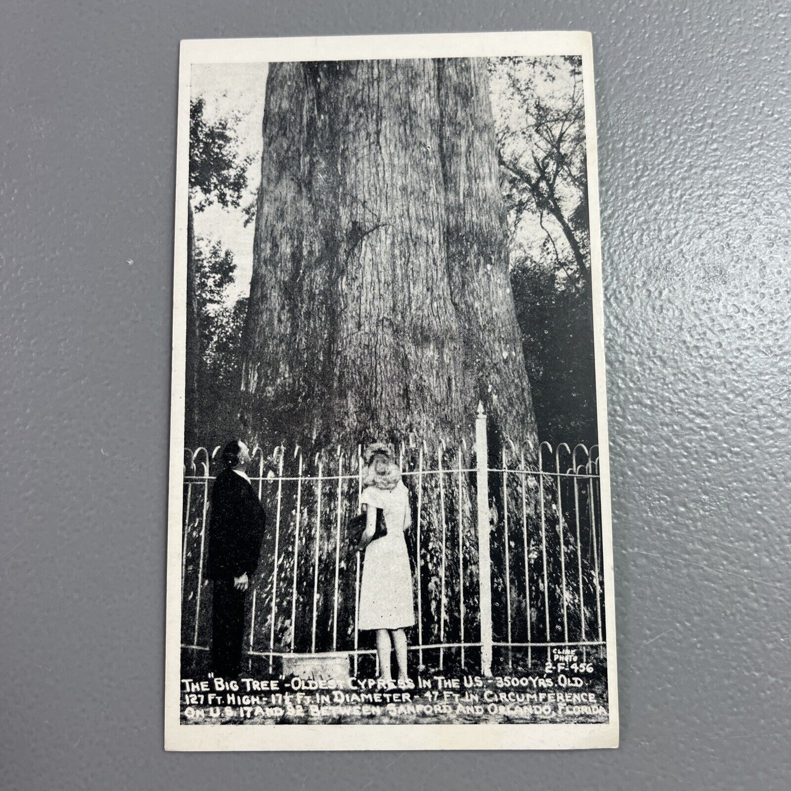 RPPC Vintage Postcard - The Big Tree - Oldest Cypress in the US 3,500 - Unposted