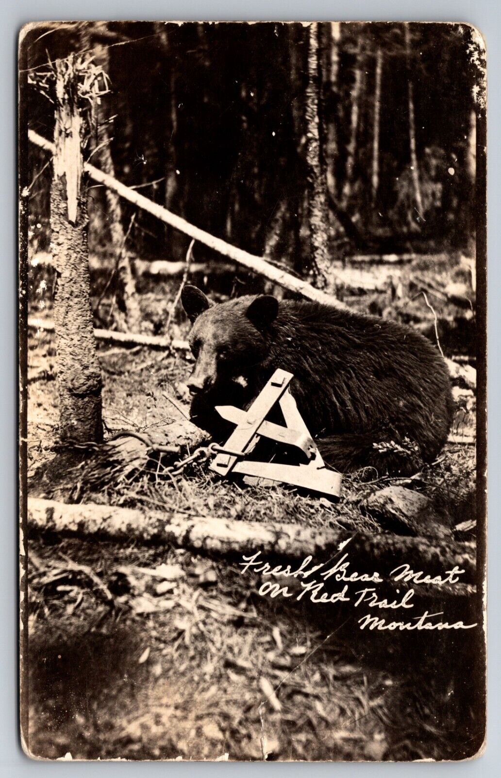 Fresh Bear Meat on Red Trail Montana MT c1915 Real Photo RPPC