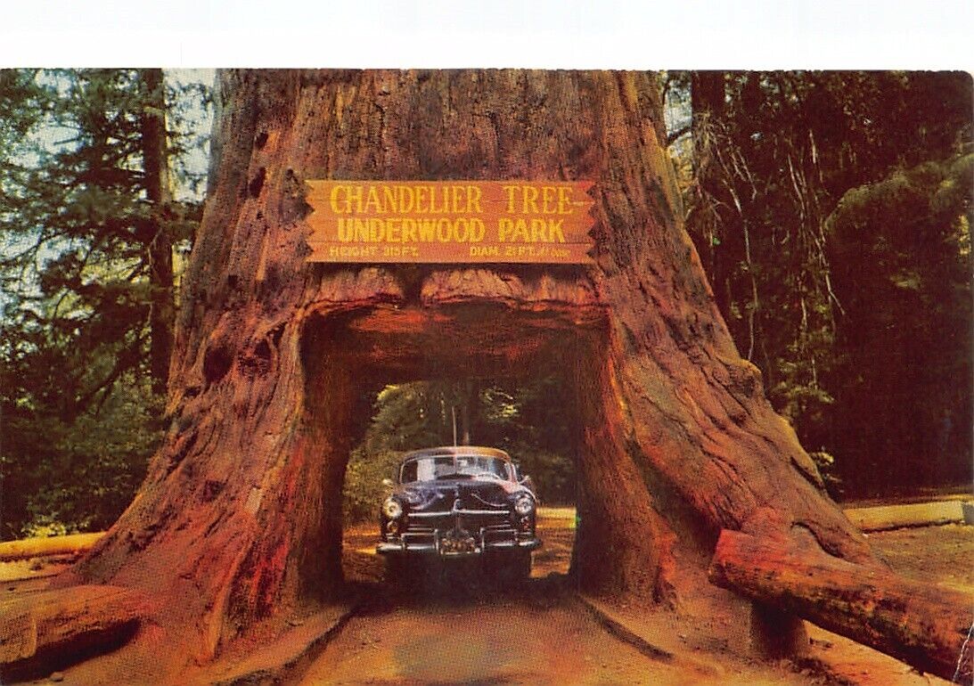 Chandelier Tree Underwood Park Redwood Highway California Vintage Postcard CP322