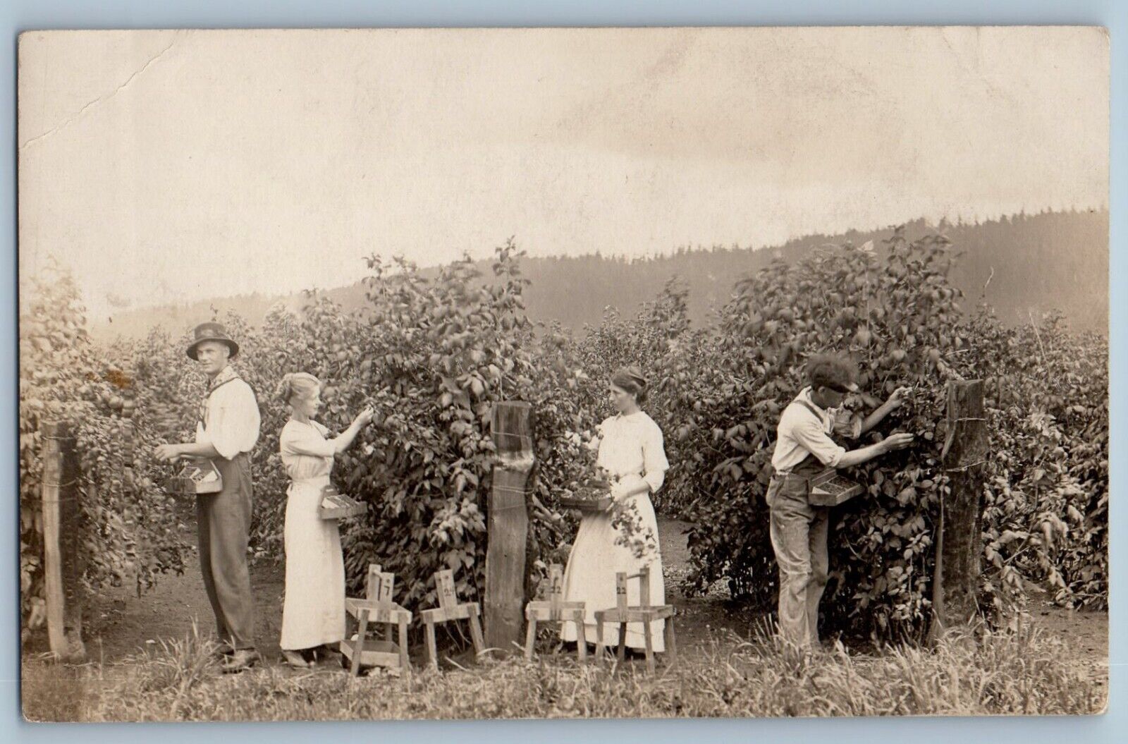 Oregon OR Postcard RPPC Photo Blackberry Picking Oregon Farm c1910's Antique