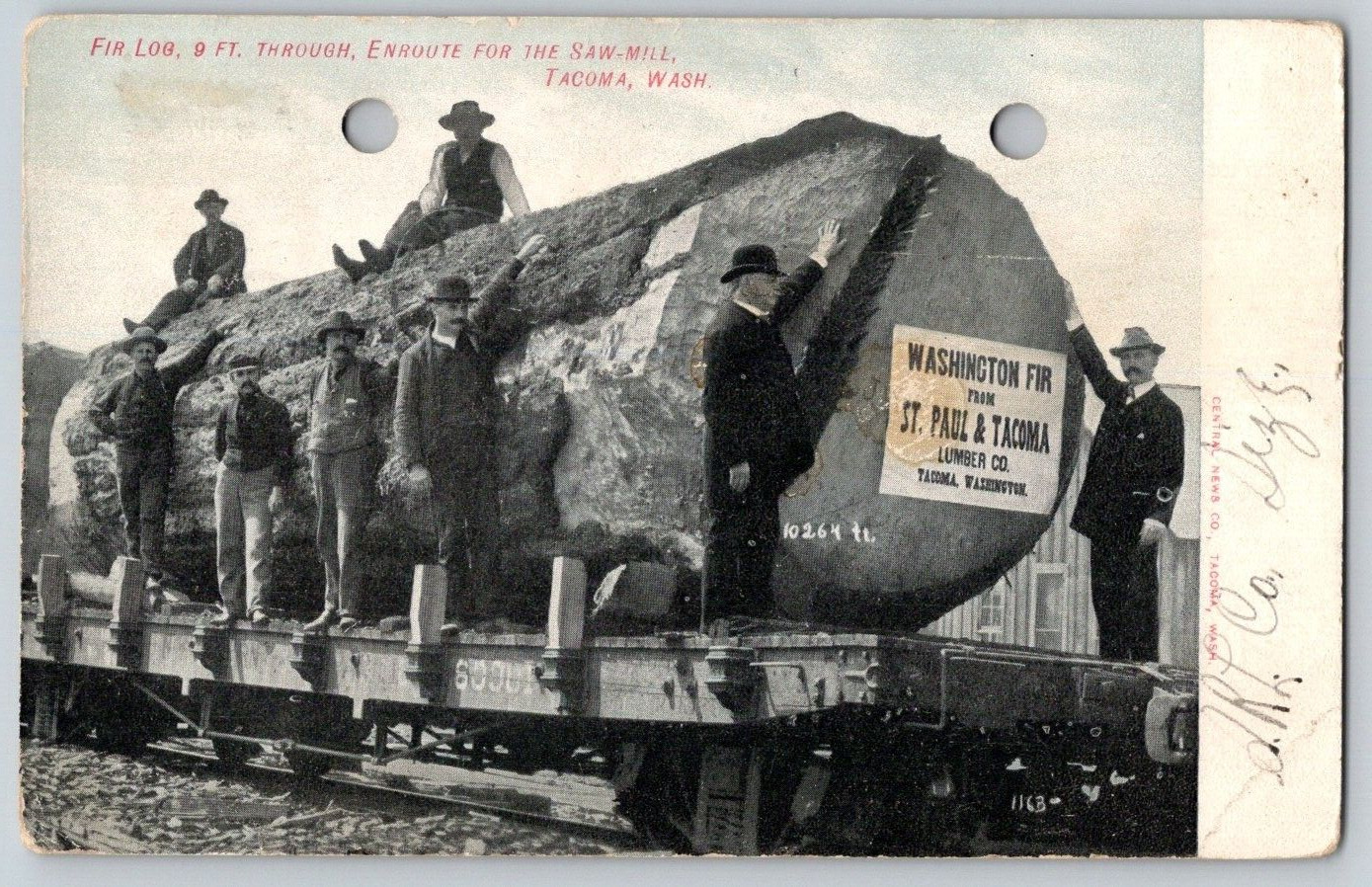Antique Postcard~ Washington Fir~ St. Paul & Tacoma Lumber Co.~ Tacoma, WA