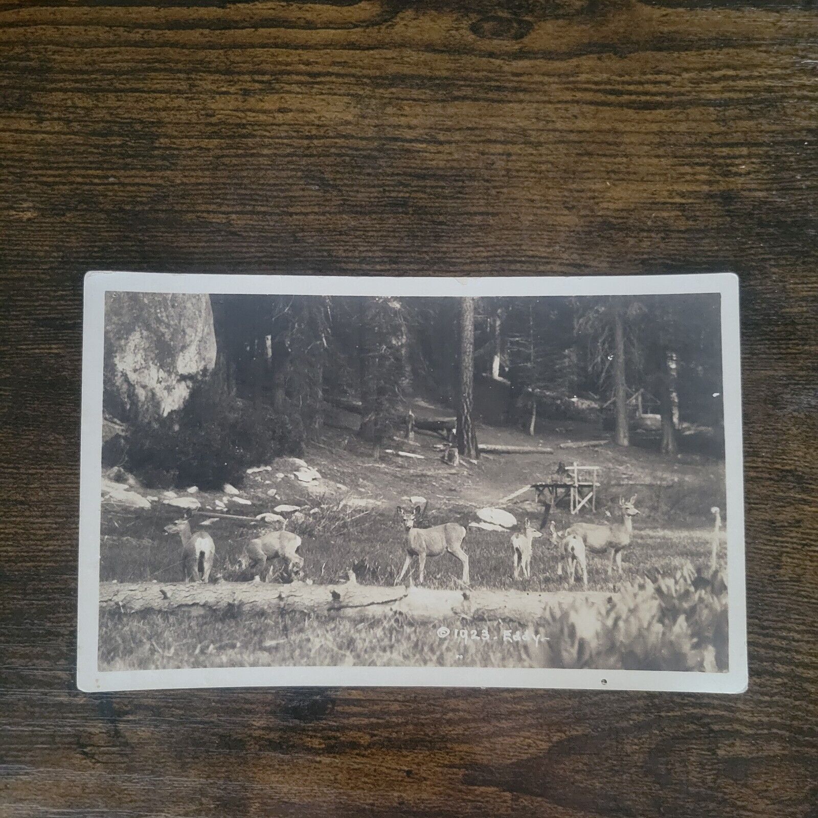 Antique RPPC California Forrest Family Of Deer 1923 by Eddy