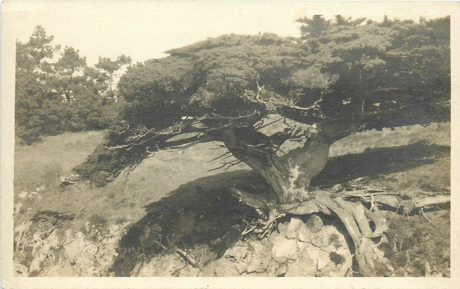 Postcard RPPC C-1910 Seabright California Cypress Tree Santa Cruz 24-6023