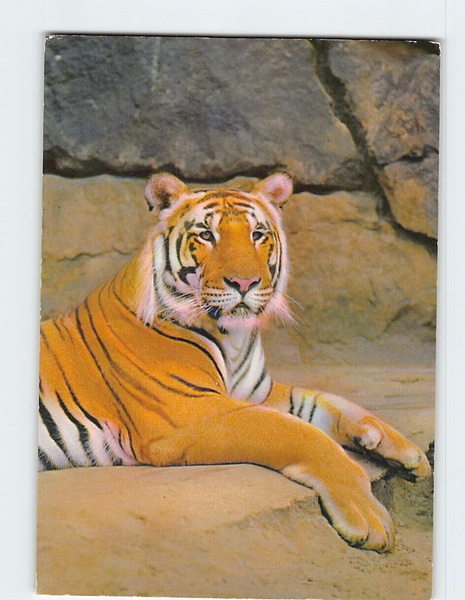 Postcard A Tiger
