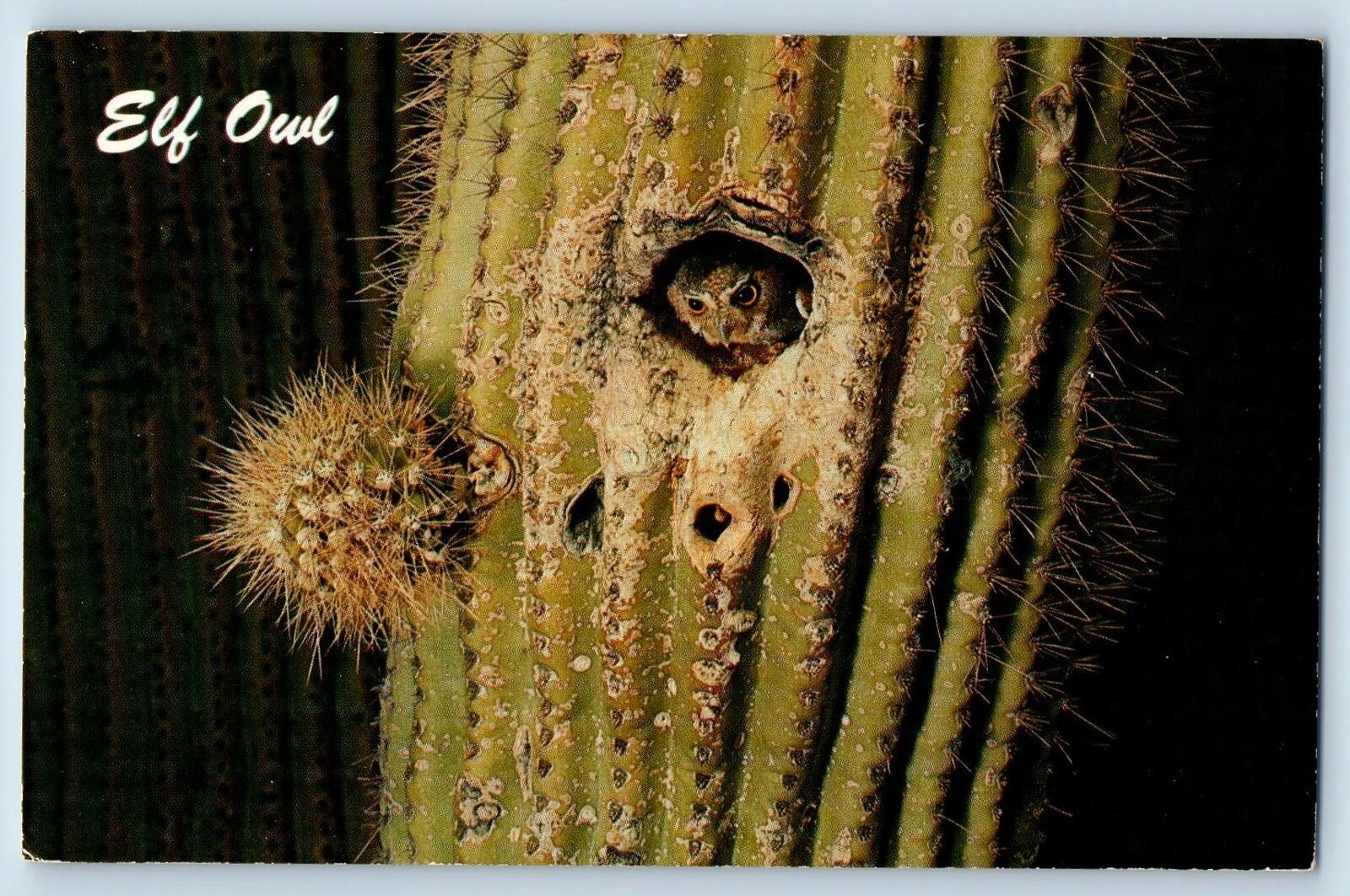 Tucson Arizona AZ Postcard Elf Owl Smallest Owl In The World Cactus c1960\'s
