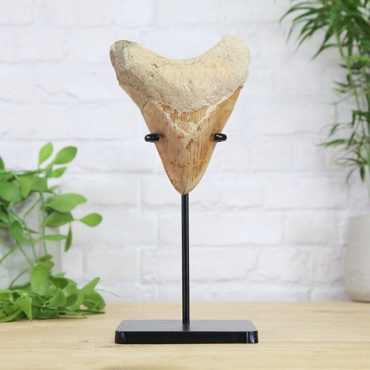 XL Megalodon Shark Tooth Fossil Bespoke Stand Real Dinosaur Fossil Home Decor