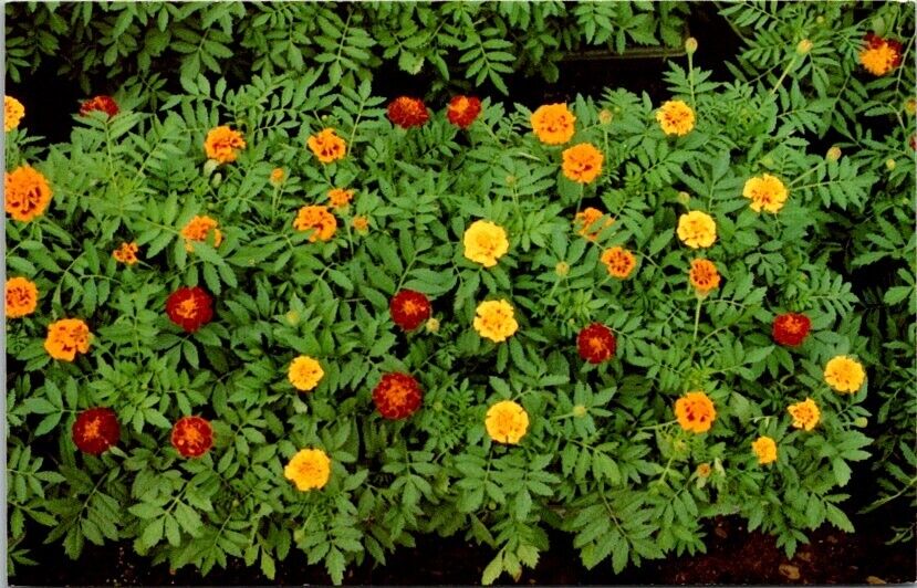 Marigold Flower Advertising Postcard to Happy Plants Greenville SC          9587