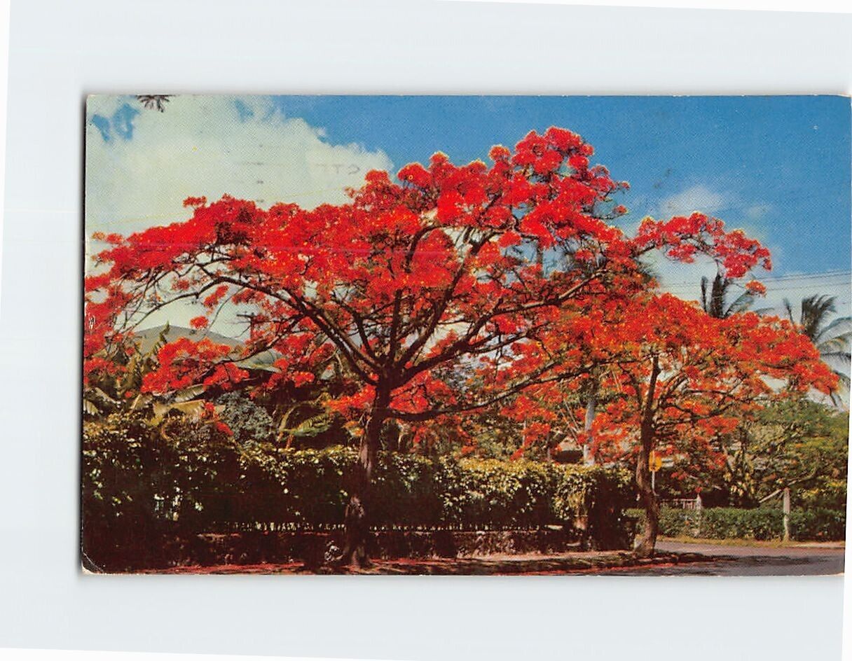 Postcard Royal Poinciana Hawaii USA