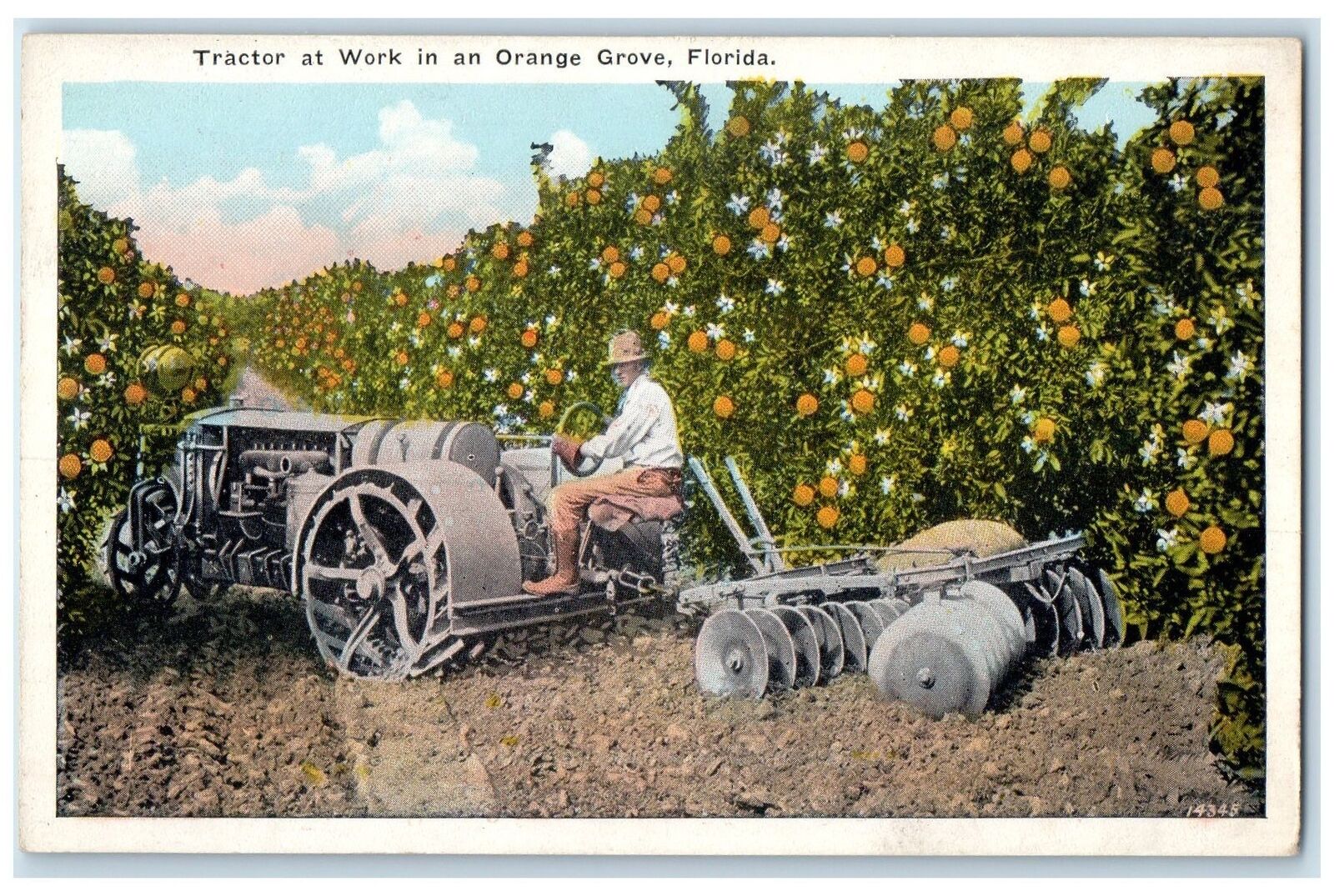 c1920's Tractor At Work Plantation View In An Orange Grove Florida FL Postcard