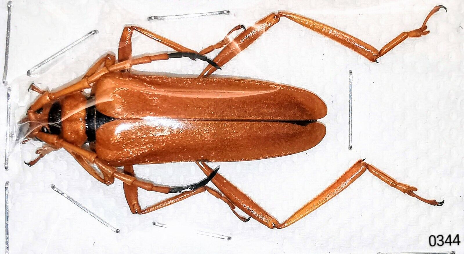 Cerambycidae Schmidtiana ochracea A1 35mm XL MorF from BORNEO - #0344 