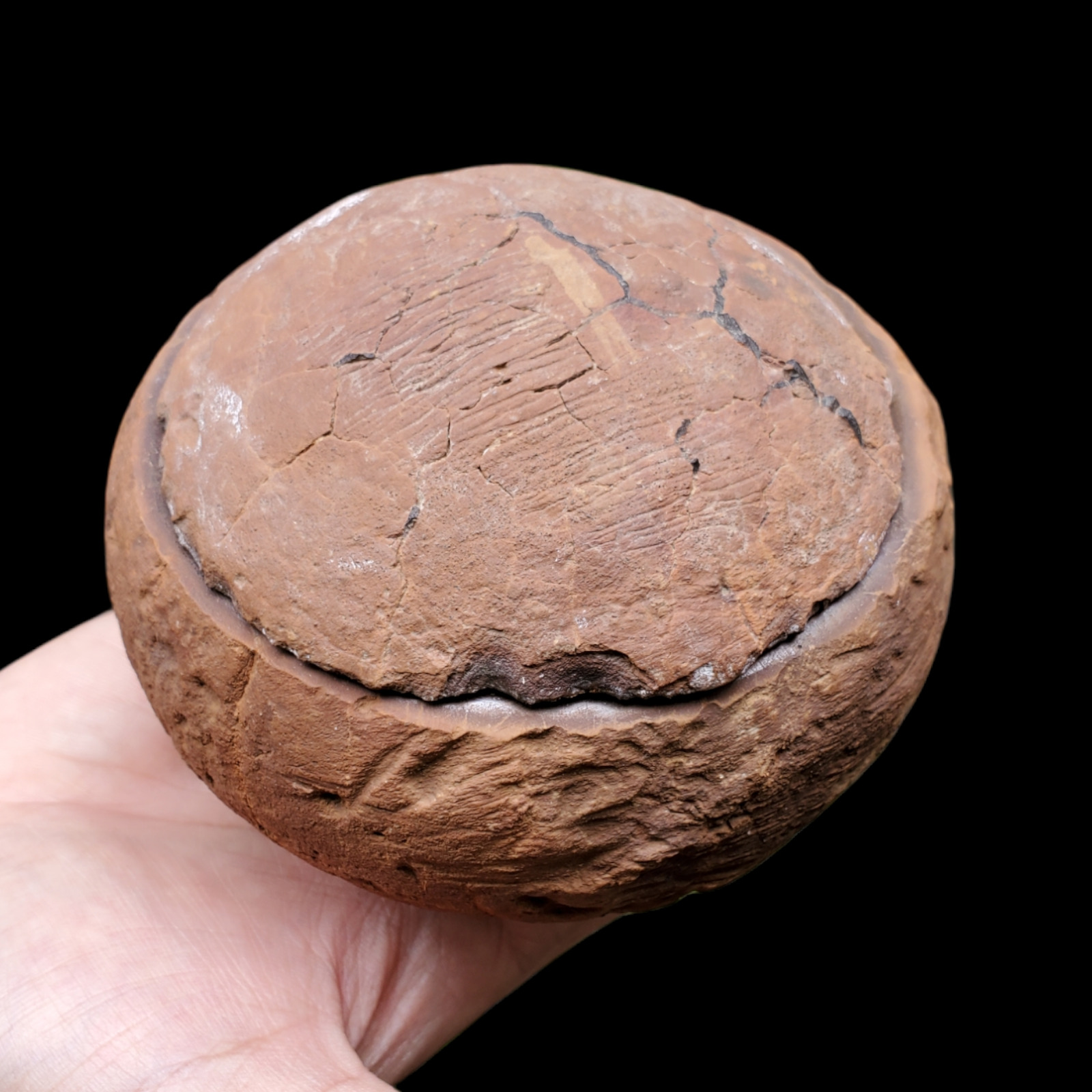 1935Gr Rare Natural Septarium Dragon's Stone Septarian Mineral Ball Shape