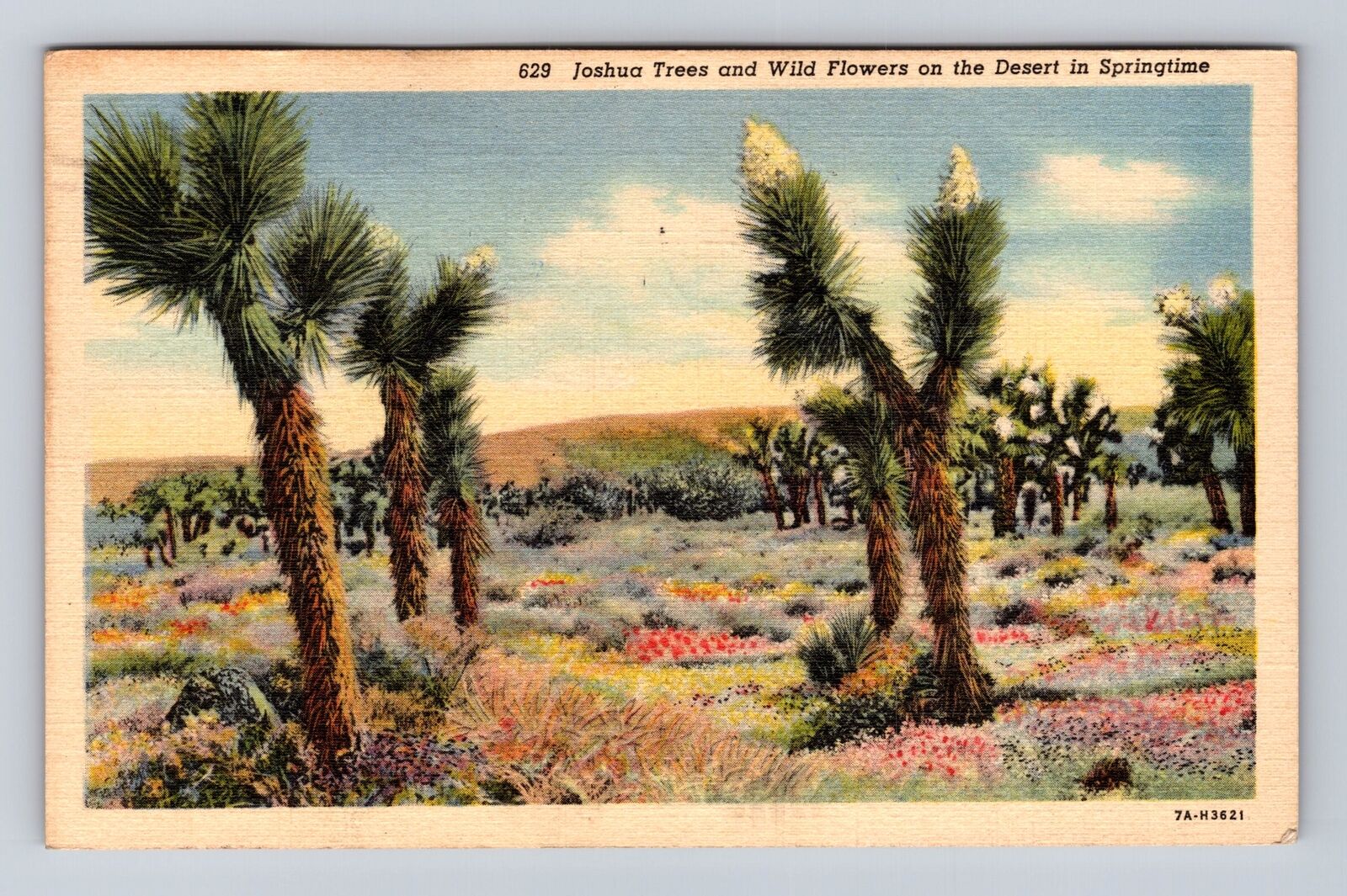 Joshua Trees & Wild Flowers On The Desert In Springtime Vintage c1938 Postcard