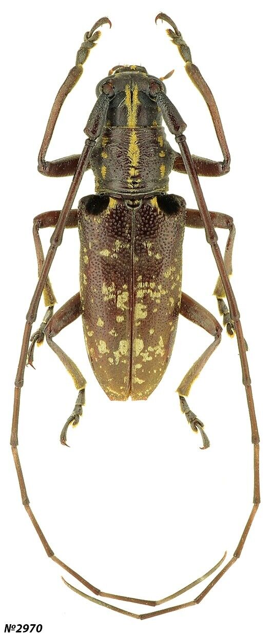 Coleoptera Cerambycidae sp. Indonesia E Kalimantan 18mm
