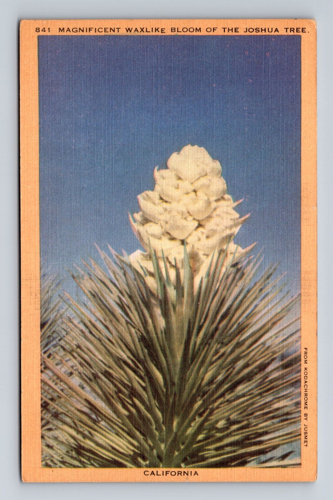 CA-California, Magnificent Waxlike Bloom Of Joshua Tree, Vintage c1942 Postcard