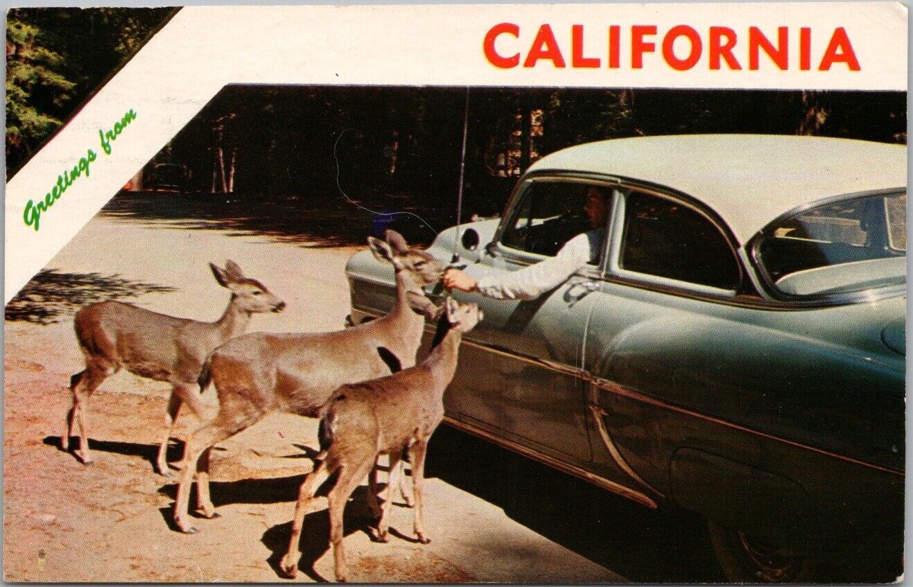 California Postcard Feeding Deer from a 1950s Car - 1962 SARATOGA CA Cancel