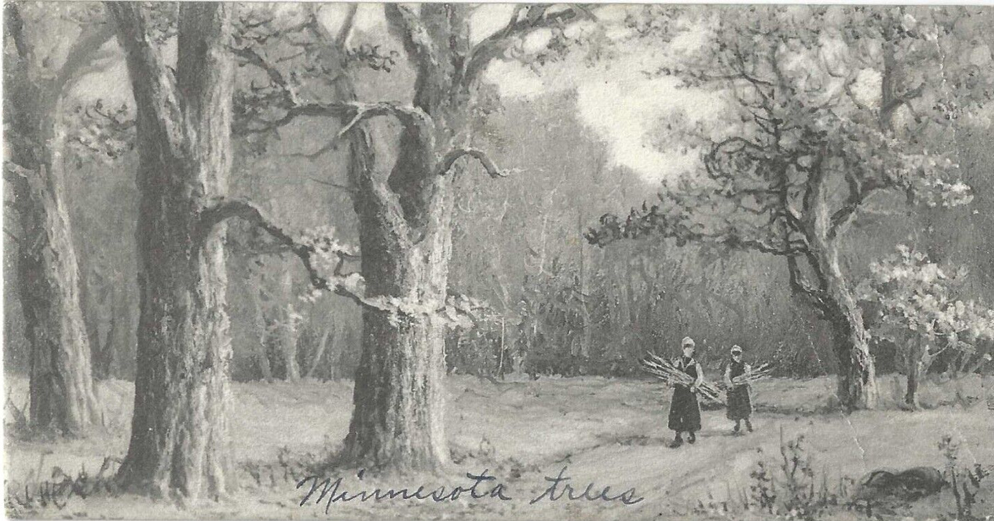 Vintage Postcard, 1915 Minnesota Trees with Settlers Gathering Wood