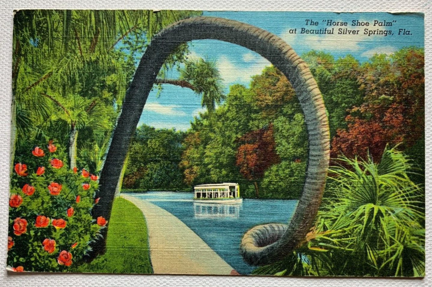 Silver Springs Florida Horse Shoe Palm Tree Posted Linen Postcard 1945 Vintage