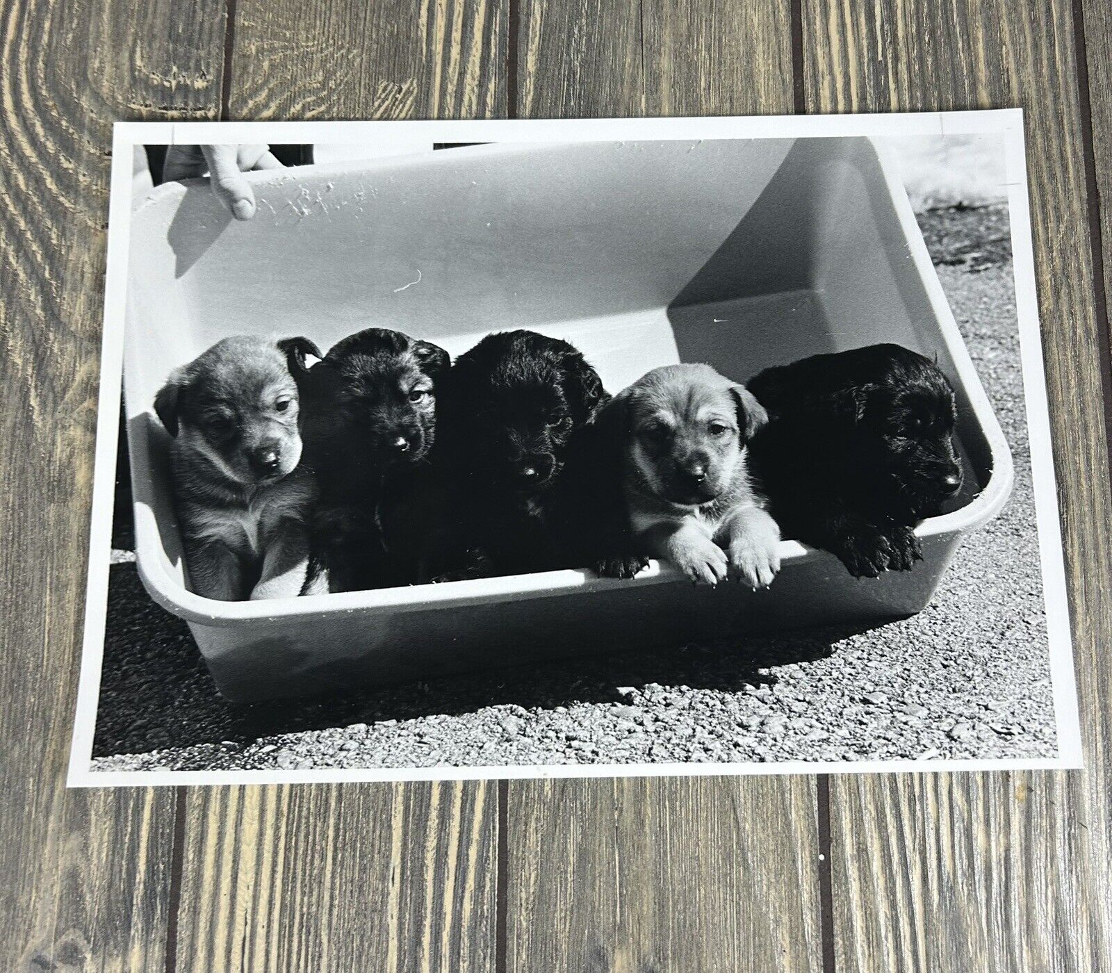 Vintage Don’s Pet 5 Puppies In Box Photograph 10” x 7”