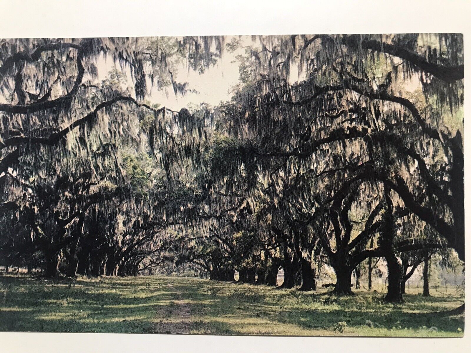 1960 Moss Draped Packenham Oaks New Orleans Postcard
