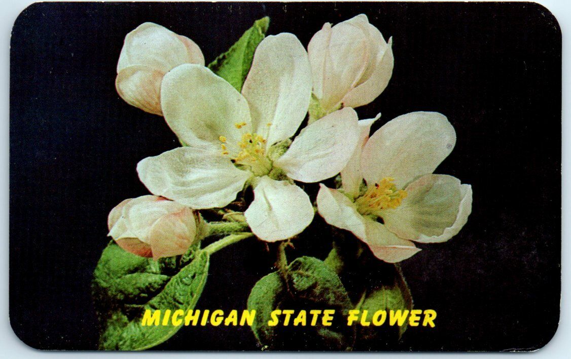 Postcard - Apple Blossoms, State Flower of Michigan