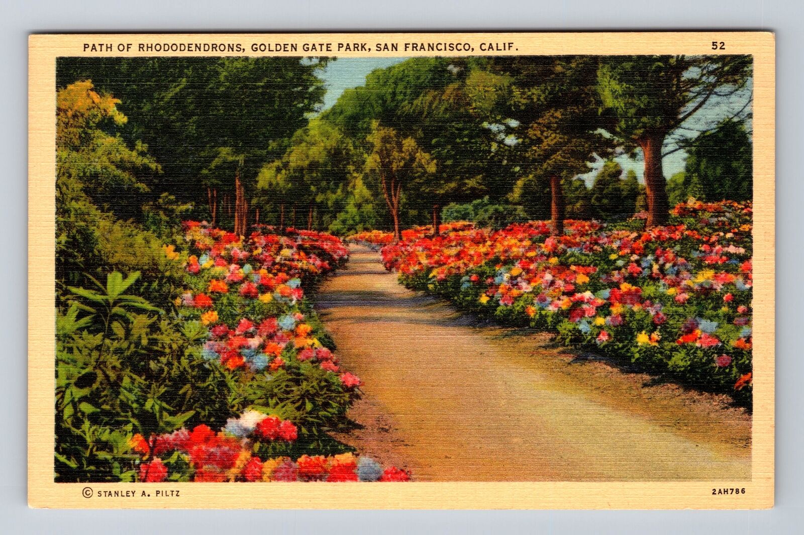 San Francisco CA-California, Rhododendrons, Golden Gate Park, Vintage Postcard