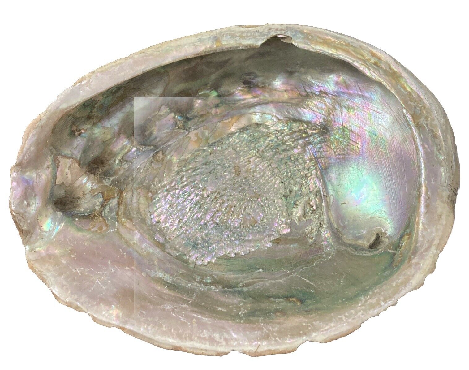 Large Vintage RED Abalone Shell for Crafts Jewlery Art Beach Decor 7” X 8” #4