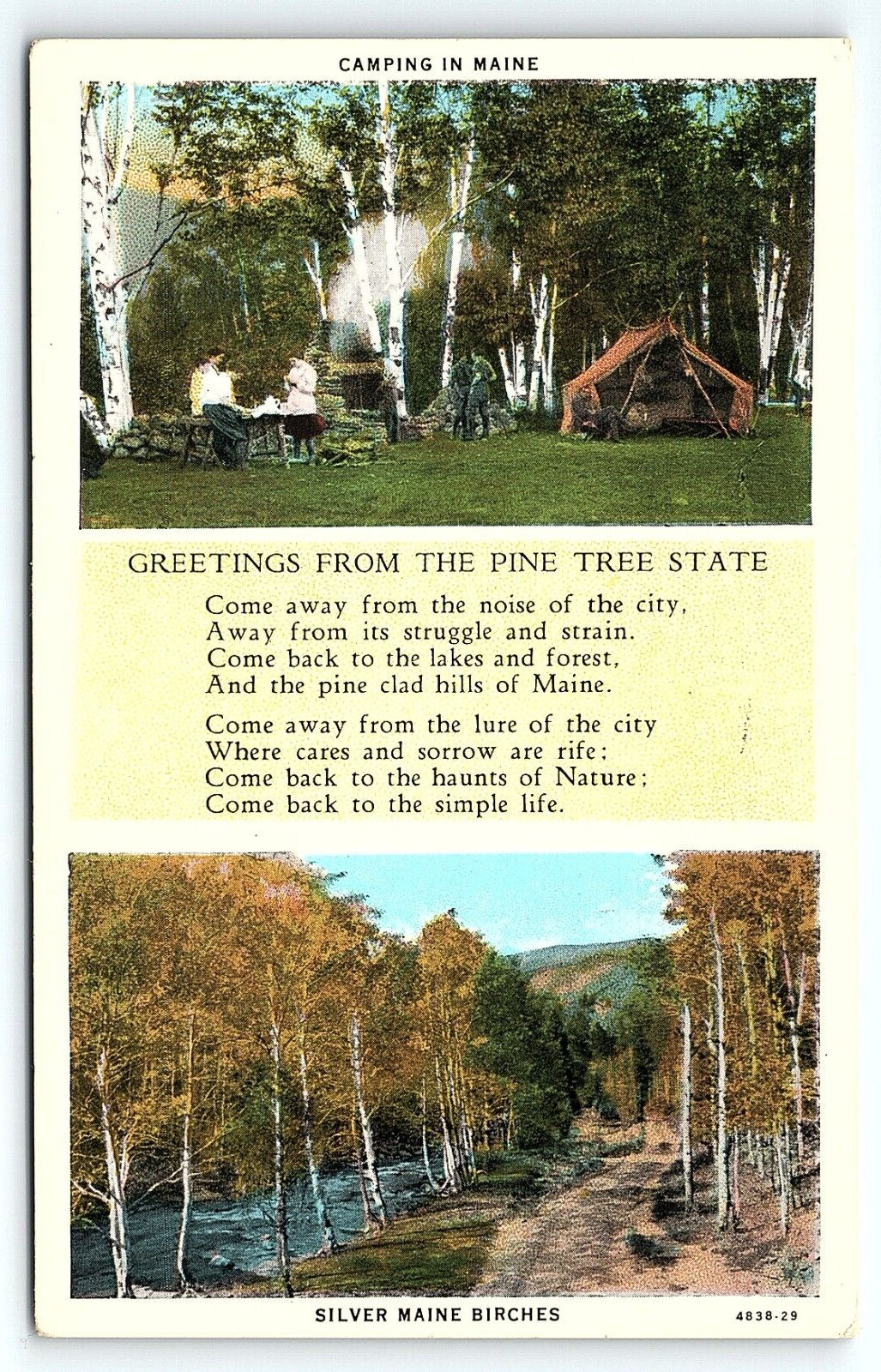 1920s MAINE GREETINGS FROM THE PINE TREE STATE CAMPING BIRCHES POSTCARD P3409