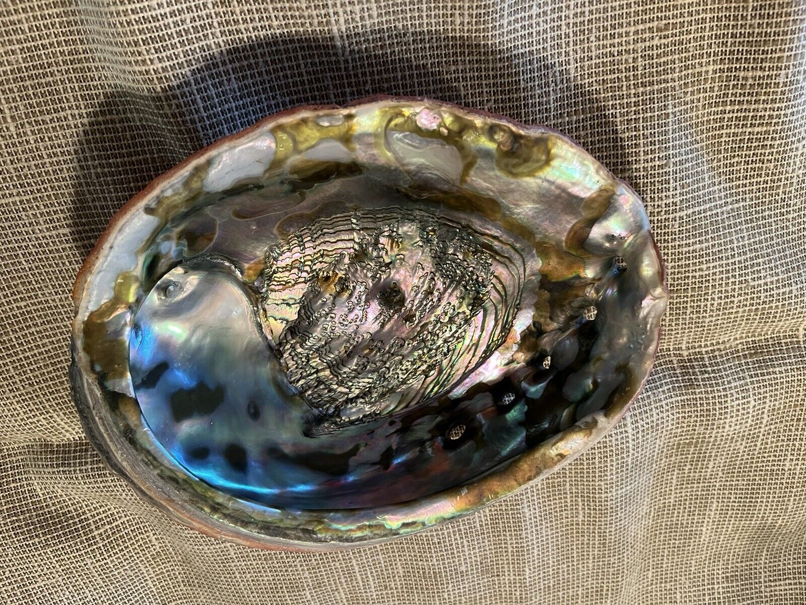 large  red abalone shell,10-1/16”,255mm.