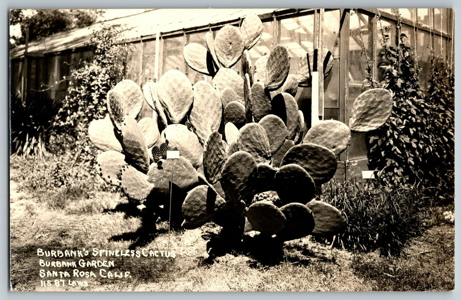 RPPC Vintage Postcard - California - Burbank's Spineless Cactus Burbank Garden
