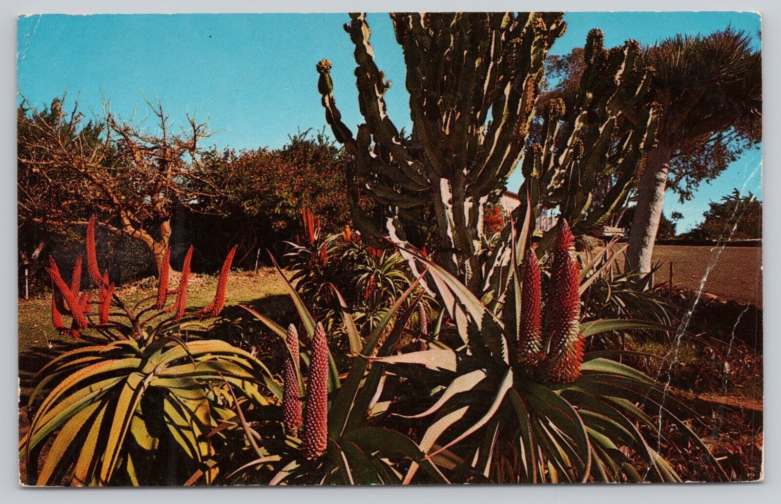 Encinitas California, Quail Park Botanic Gardens, San Diego County, VTG Postcard