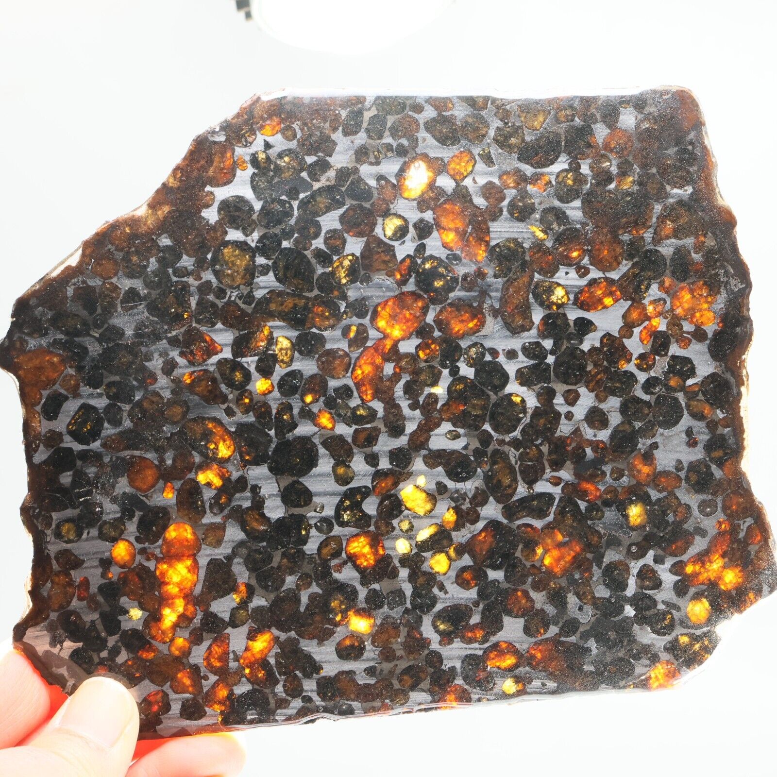 202g SERICHO Pallasite olive meteorite slice - from Kenya, Collection F221