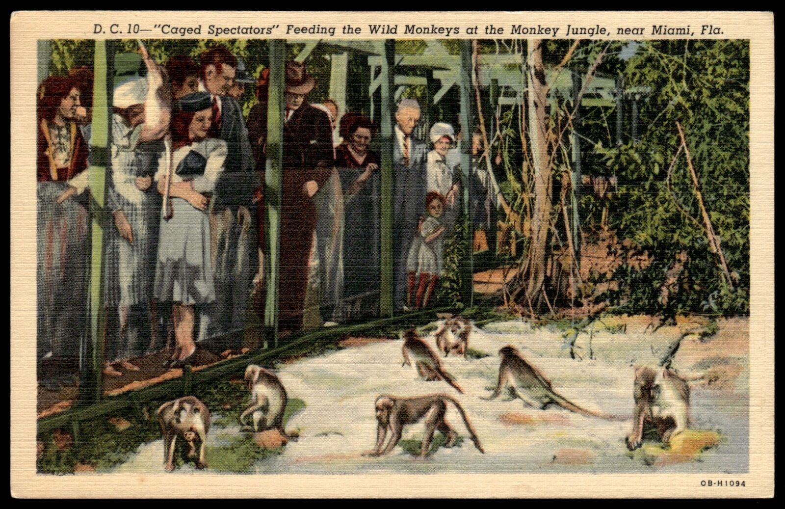 1930 Postcard Postcard Monkey Jungle Miami Florida FL Postcard UnP #1