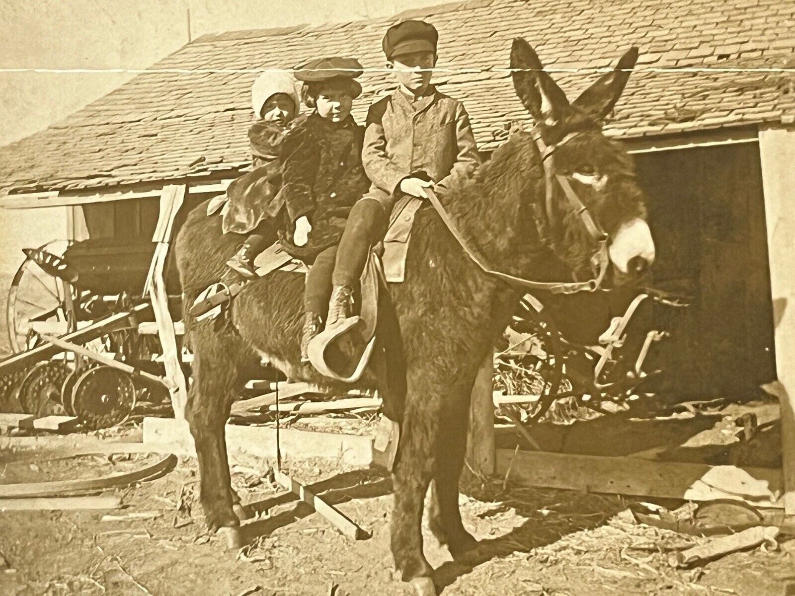 Vintage Photo Daphne Goetzke Bunn Hallie Newman Ross Bunn Children Donkey 1908