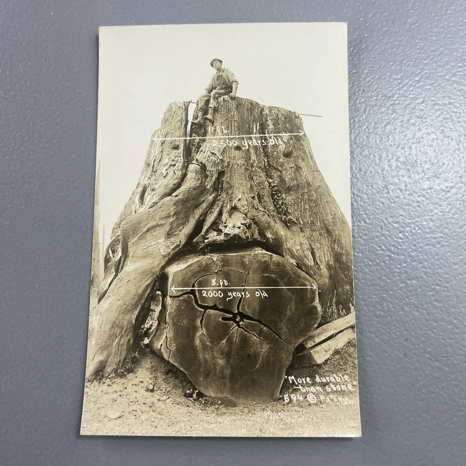 Redwood California 1940s RPPC Real Photo Postcard Man Sitting on 11ft Stump