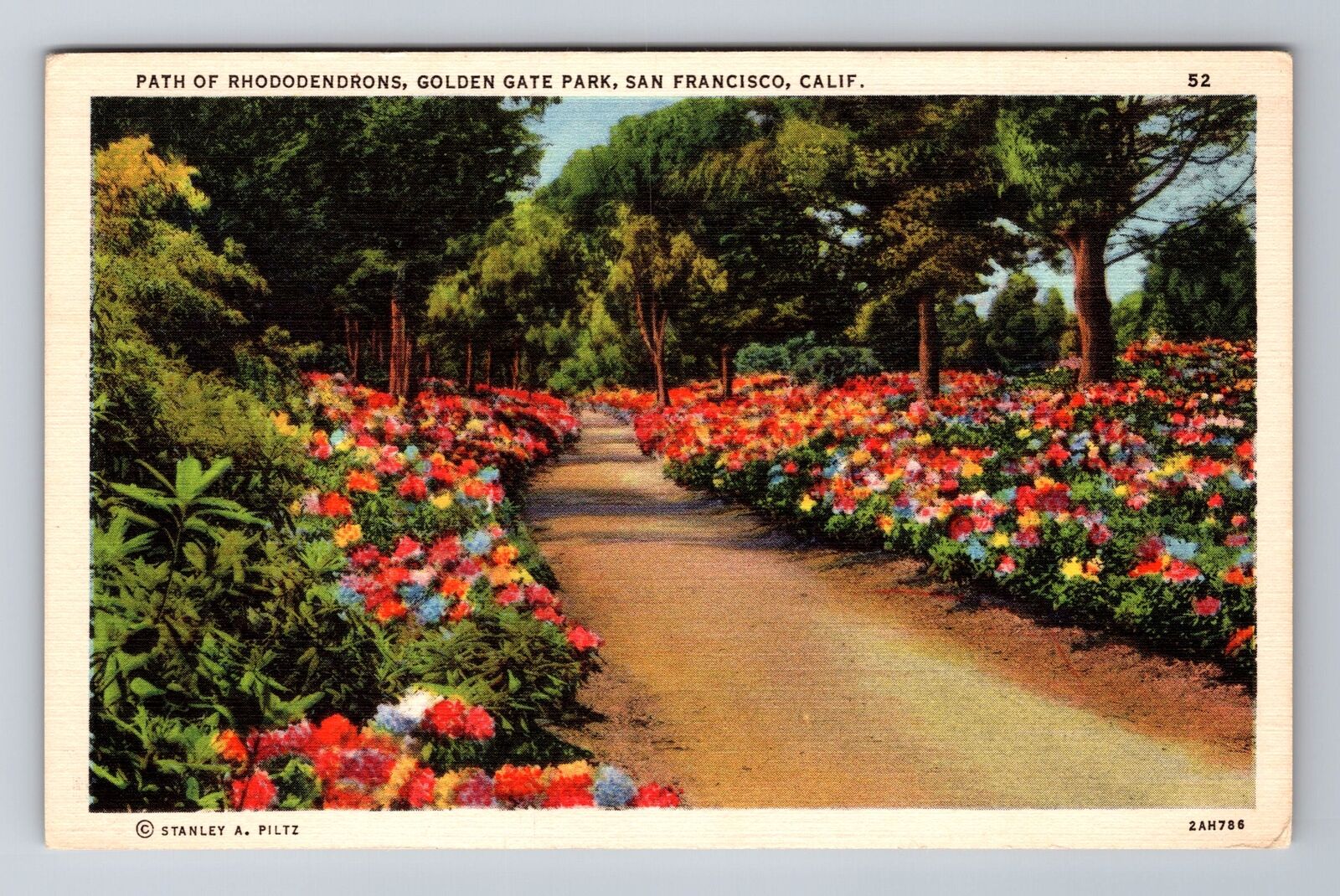 San Francisco CA-California, Rhododendrons Golden Gate Park Vintage Postcard