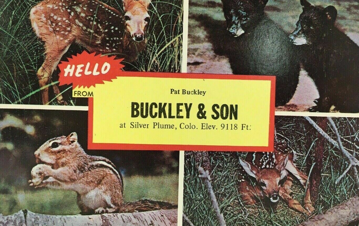 Silver Plume Colorado Postcard Pat Buckley & Son Wildlife